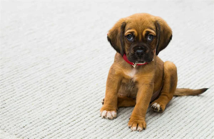 Perigos de tratar seu pet em casa: 10 riscos que você precisa conhecer