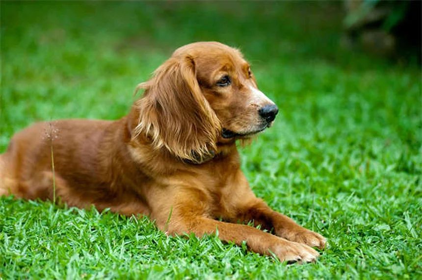 Infecções Renais em Cães: Sintomas, Tratamento e Como Prevenir