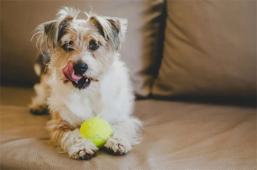 Infecções Renais em Cães: Sintomas, Tratamento e Como Prevenir