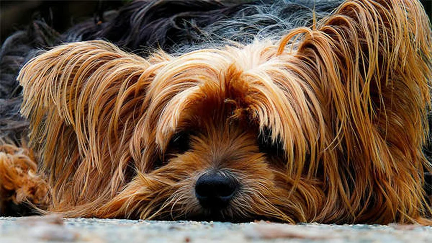Óleos Essenciais para Cães: Perigos e Alternativas Seguras