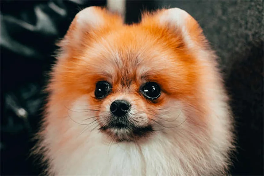 Clomicalm para cães e gatos: como usar corretamente o antidepressivo