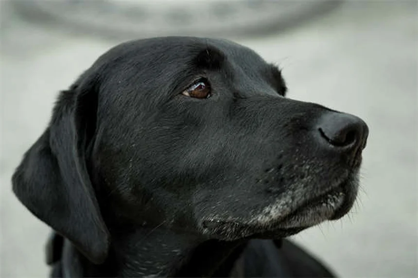 Clomicalm para cães e gatos: como usar corretamente o antidepressivo