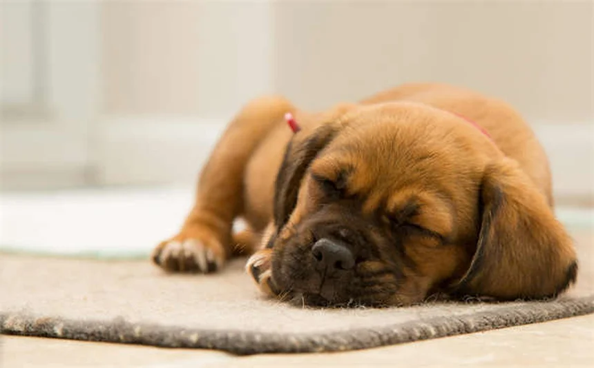 Produtos de limpeza perigosos para pets: 6 itens tóxicos que você tem em casa