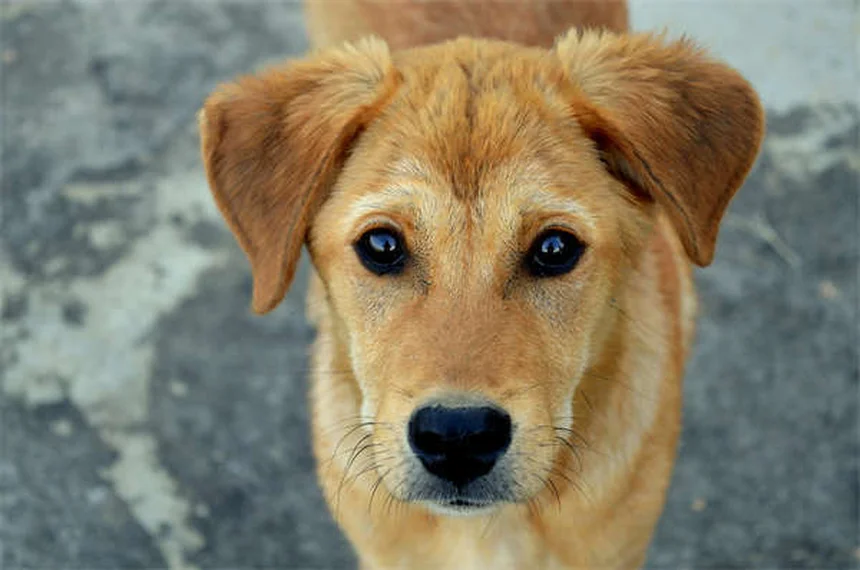 Espasmos musculares em cães: causas e quando se preocupar