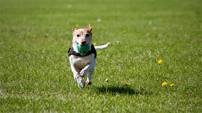 Spironolactone para cães: como funciona e quando usar