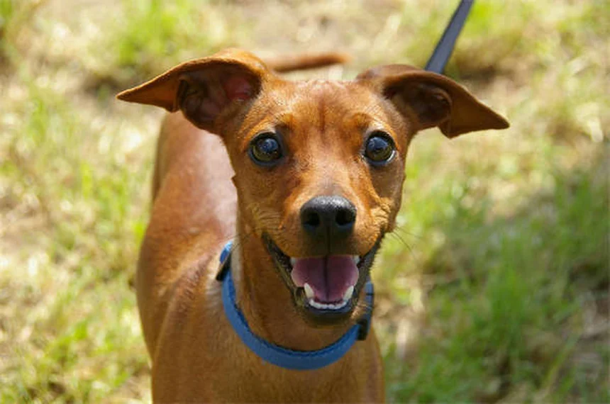 Por que os cães latem? 7 motivos que todo dono precisa saber