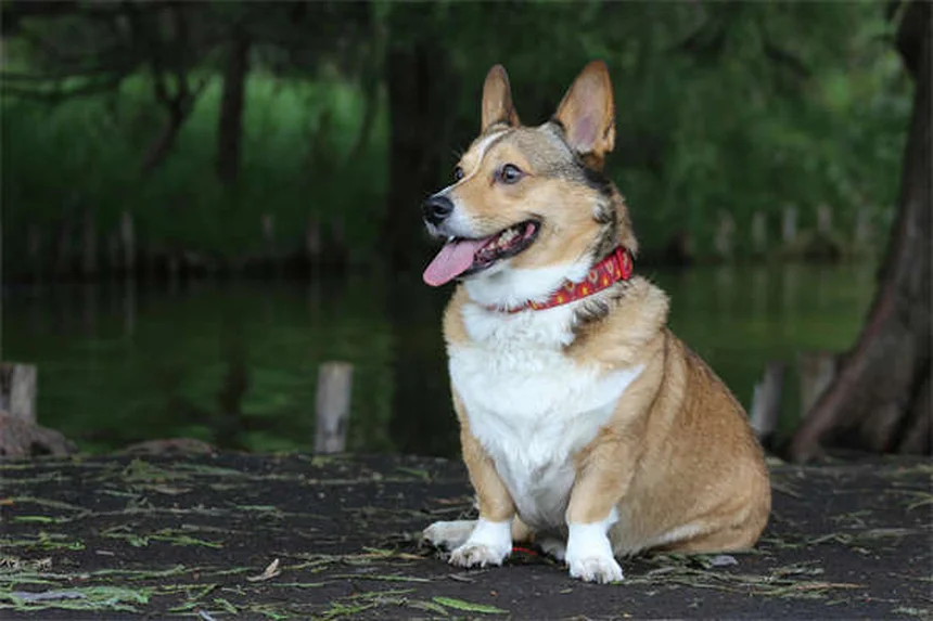 Cachorros riem? Descubra como seu cão expressa alegria!