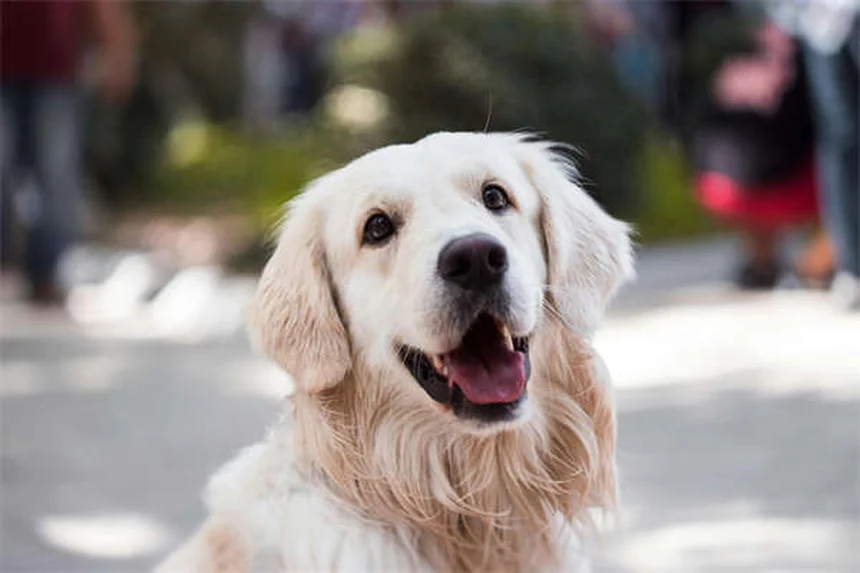 Por que cachorros adoram cafuné na barriga? Descubra os segredos!