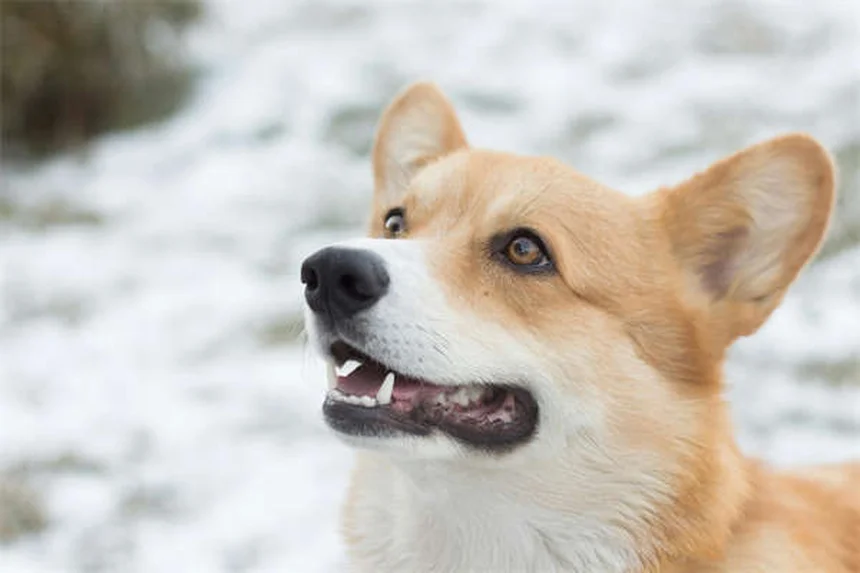Como tratar pele seca em cães: 7 soluções comprovadas