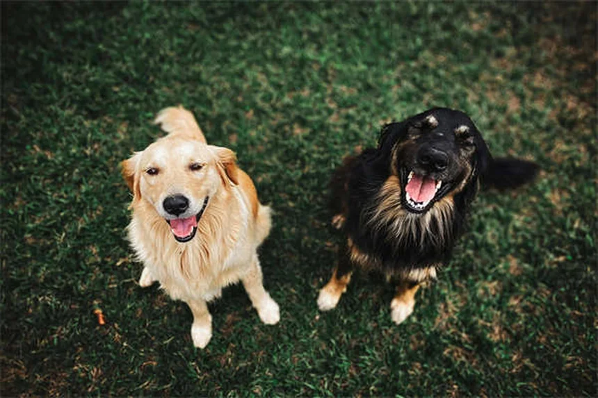 6 Comportamentos de Filhotes Explicados: O Que Seu Cachorrinho Quer Dizer