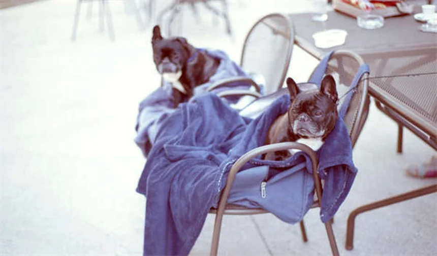 Tosse em Gatos: 7 Causas Comuns e O Que Fazer