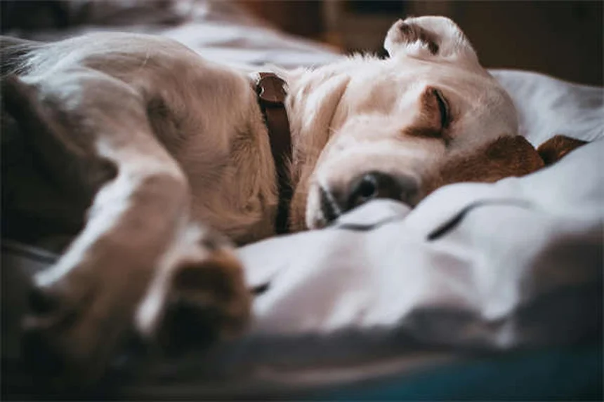 Carrapatos em cães: como proteger seu pet desses parasitas perigosos