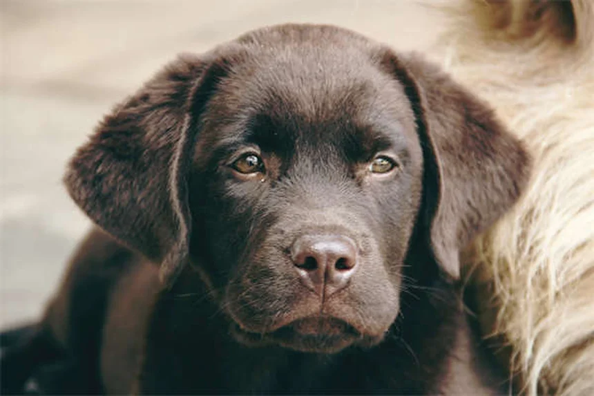 Cerúmen em Pets: Quando se Preocupar e Como Limpar Corretamente