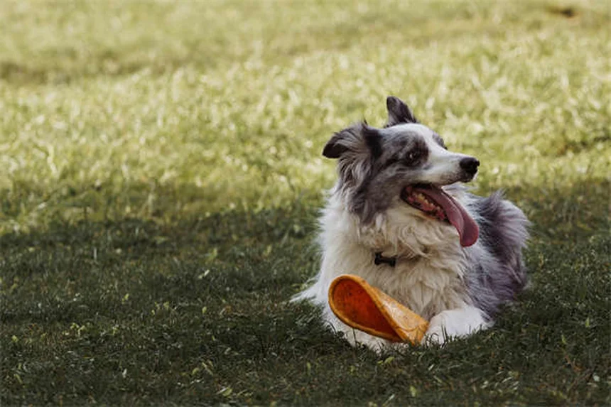 Por que o estômago do meu cachorro faz barulho? Descubra as causas!