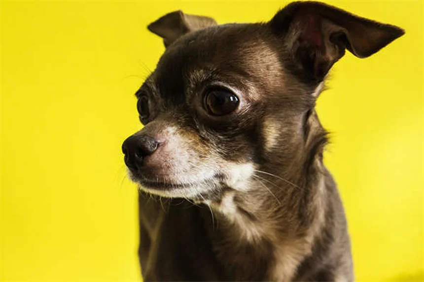 Como eliminar pulgas em casa? 5 dicas essenciais para proteger seu pet