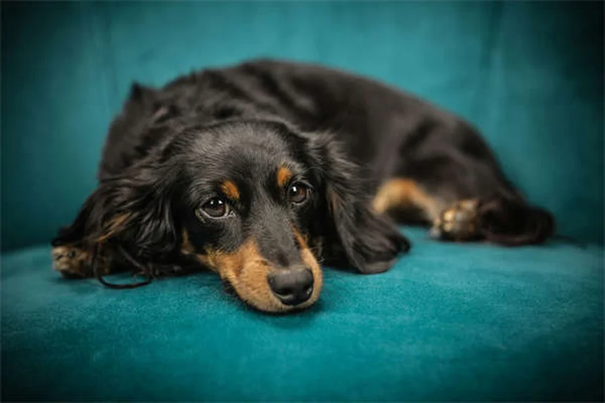 Como impedir cães de cavar: 6 soluções práticas que funcionam