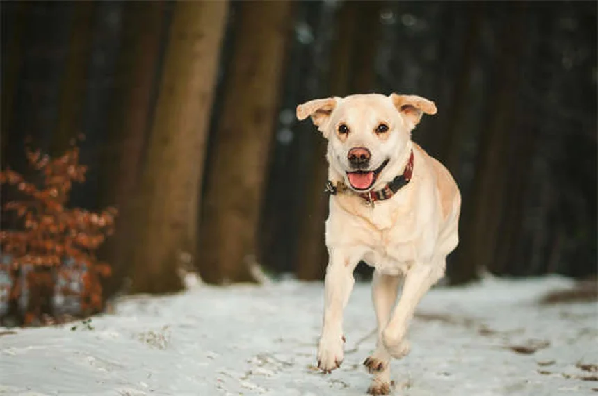 Cuidados essenciais para cães idosos: como garantir qualidade de vida