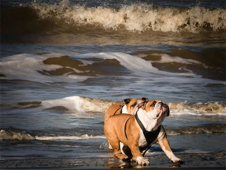 Cuidados essenciais para cães idosos: como garantir qualidade de vida