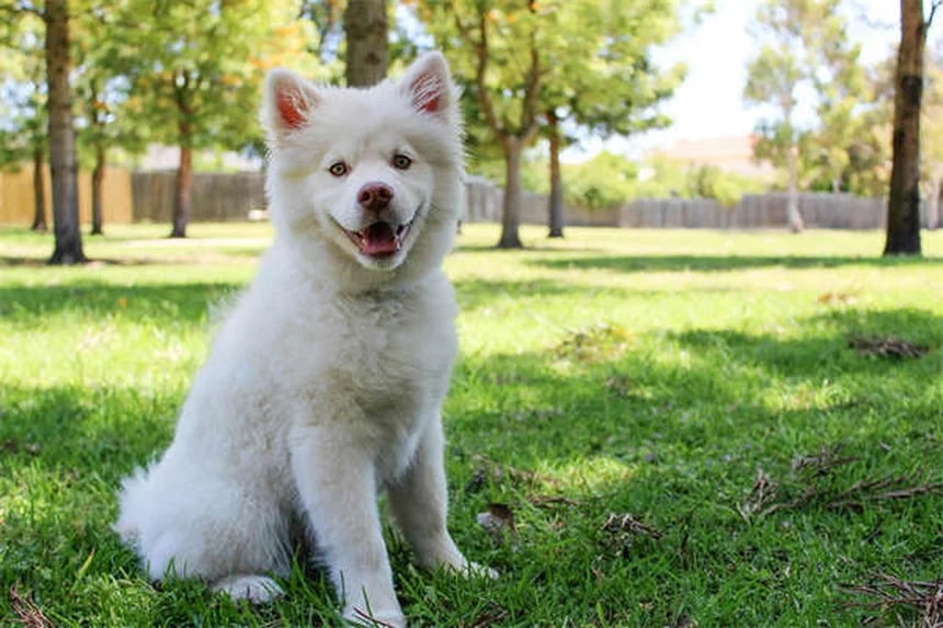 Cuidados essenciais para cães idosos: como garantir qualidade de vida