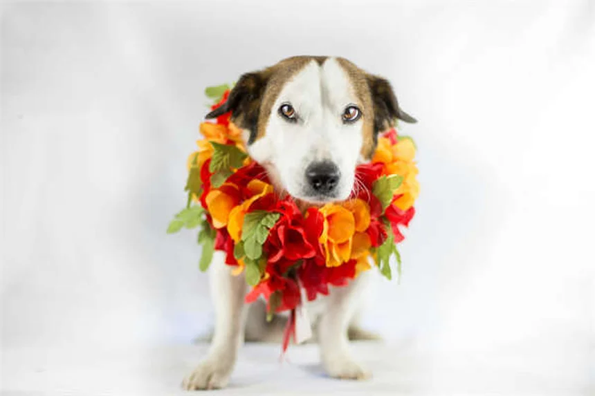 Como controlar fosfatos no aquário e evitar algas indesejadas