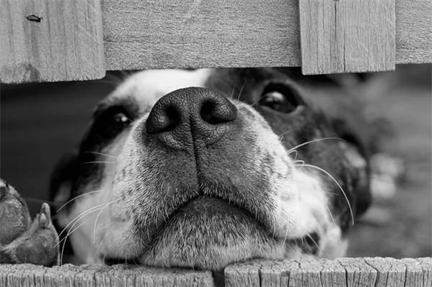 Gatos gordos: 10 raças com maior risco e como evitar problemas