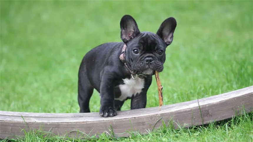 5 Recompensas Criativas Para Cães Que Não São Comida