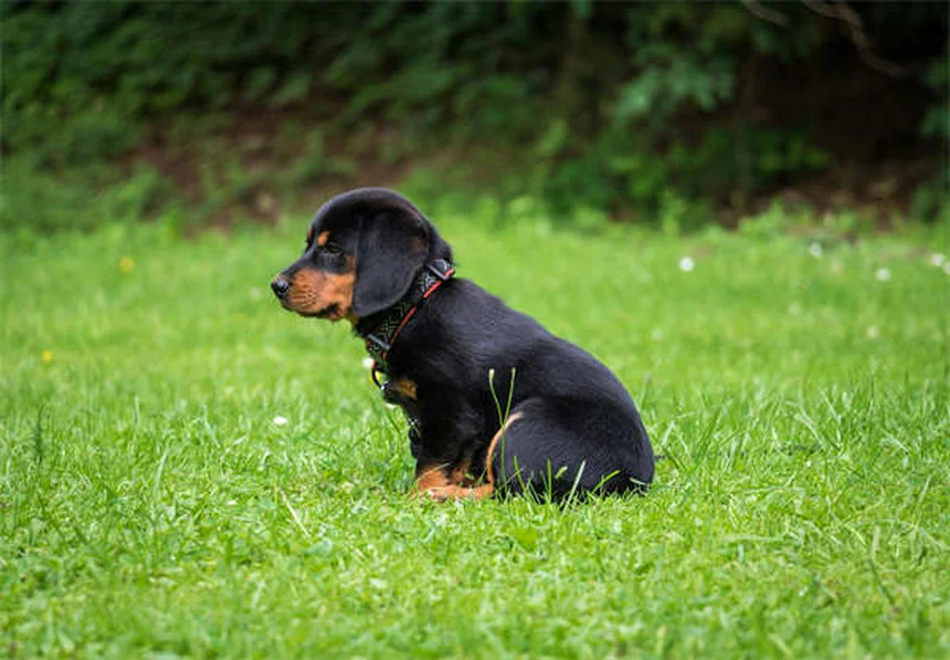 Como Treinar um Cão Idoso: 7 Truques que Funcionam!
