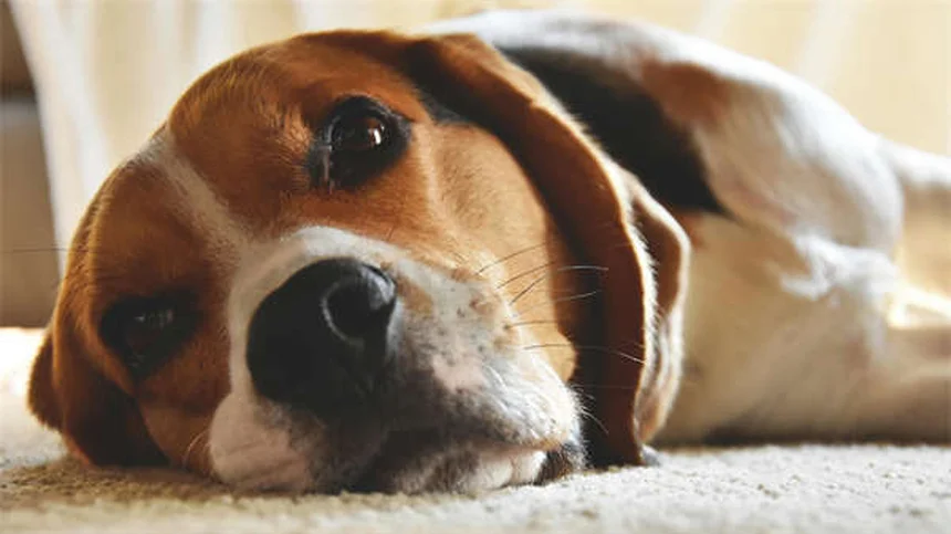 Como Treinar um Cão Idoso: 7 Truques que Funcionam!