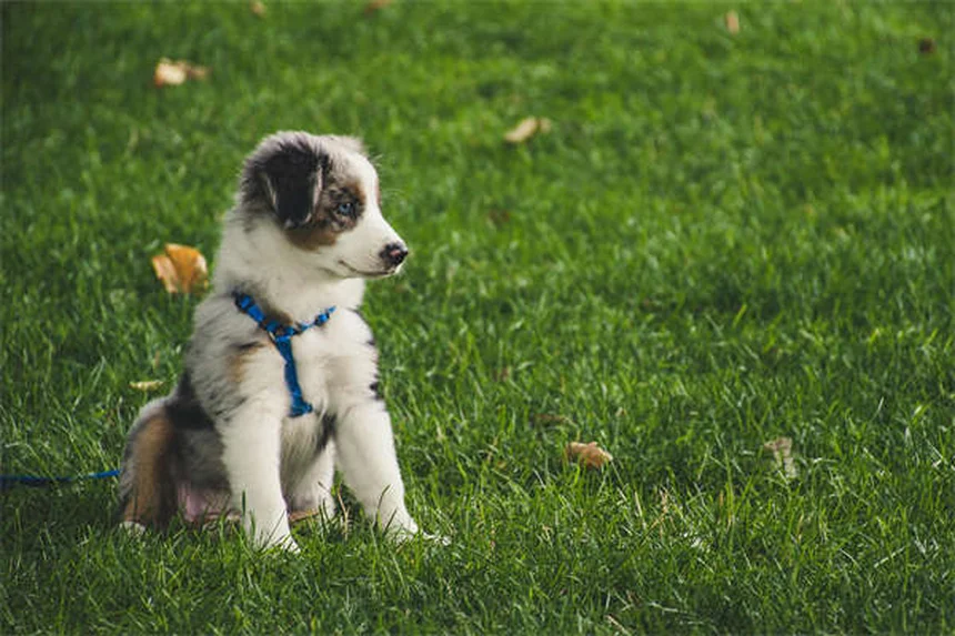 Como Treinar um Cão Idoso: 7 Truques que Funcionam!
