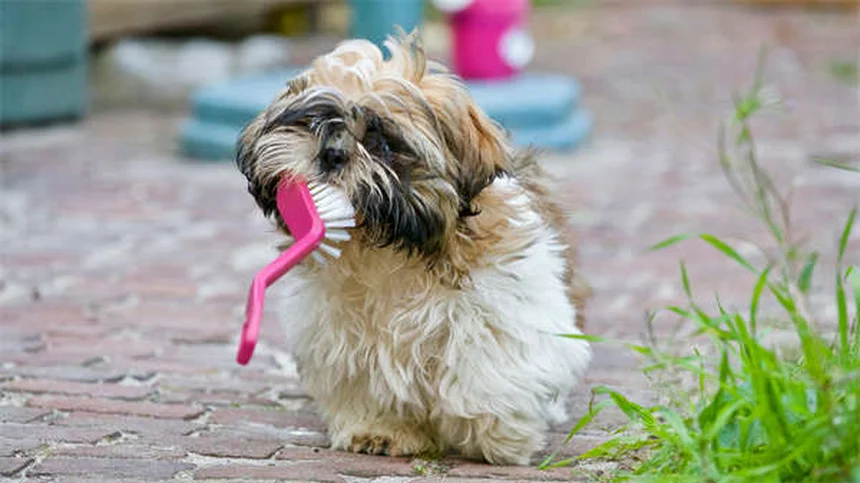 6 Comportamentos de Filhotes Explicados: O Que Seu Cachorrinho Quer Dizer
