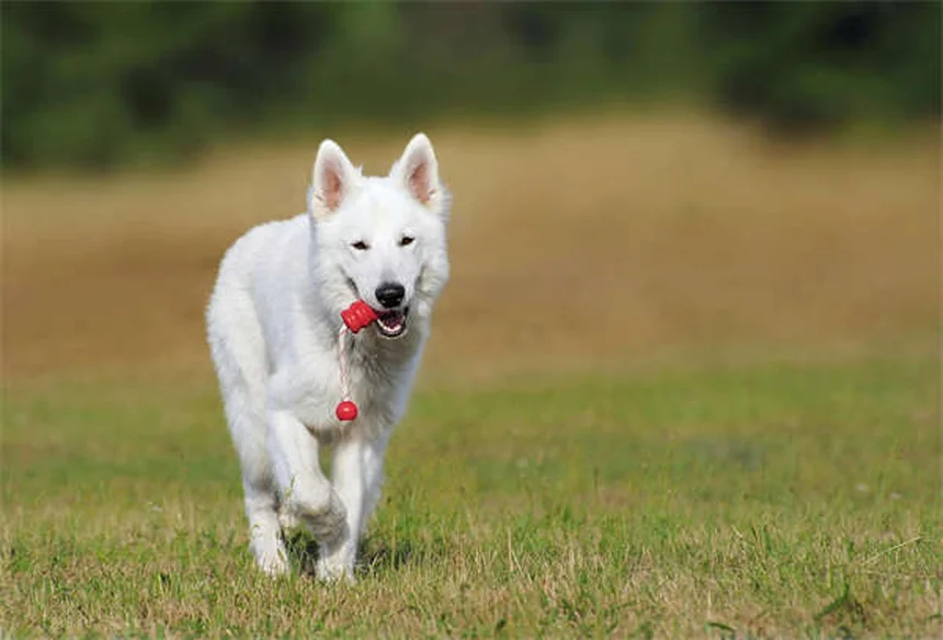 DIC em Cães: O Que É e Como Salvar Seu Pet Dessa Condição Grave