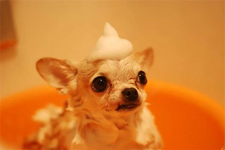 Mirtazapina para Cães: Como Funciona e Quando Usar