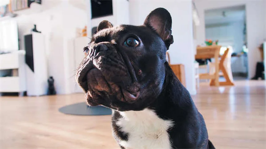 Mirtazapina para Cães: Como Funciona e Quando Usar